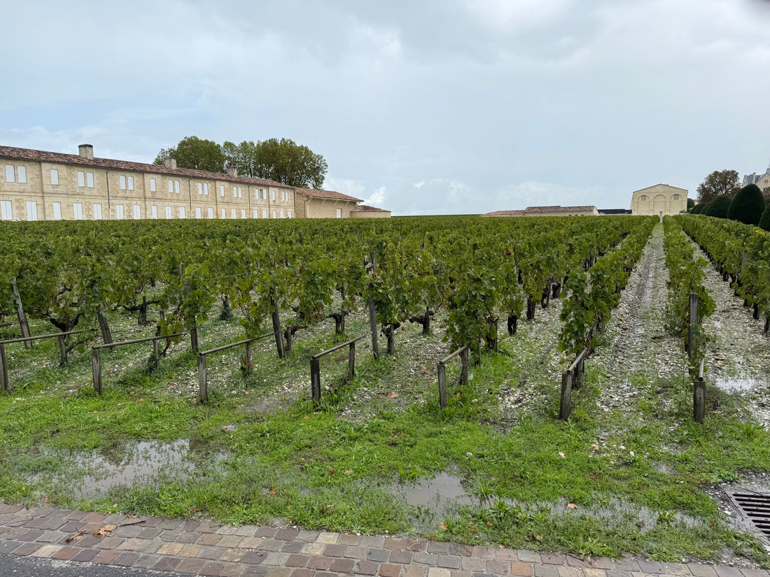 Vår siste dag i Bordeaux - kjøreturen gjennom Medoc