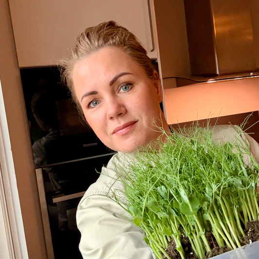 Slik dyrker du dine egne microgreens (sukkerertespirer)