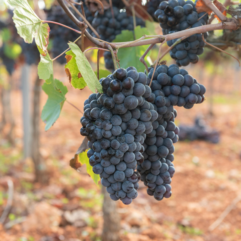 5.februar 2026 - Verdens beste druer, en kveld med Chardonnay & Pinot Noir - med Sommelier Trine Omholt