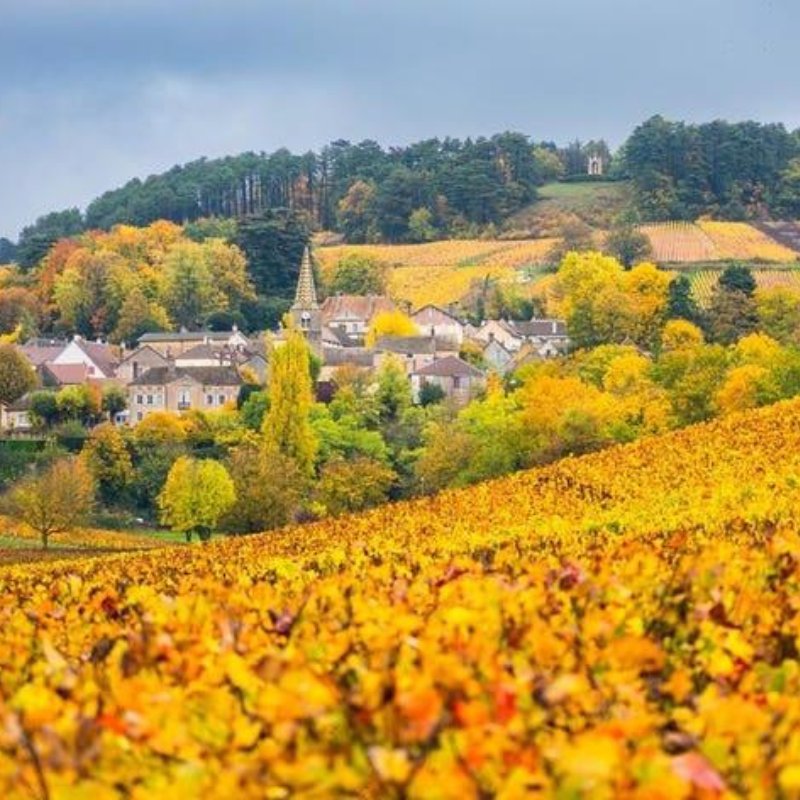 Bli med til Chablis – vin, mat & reise | 29. oktober