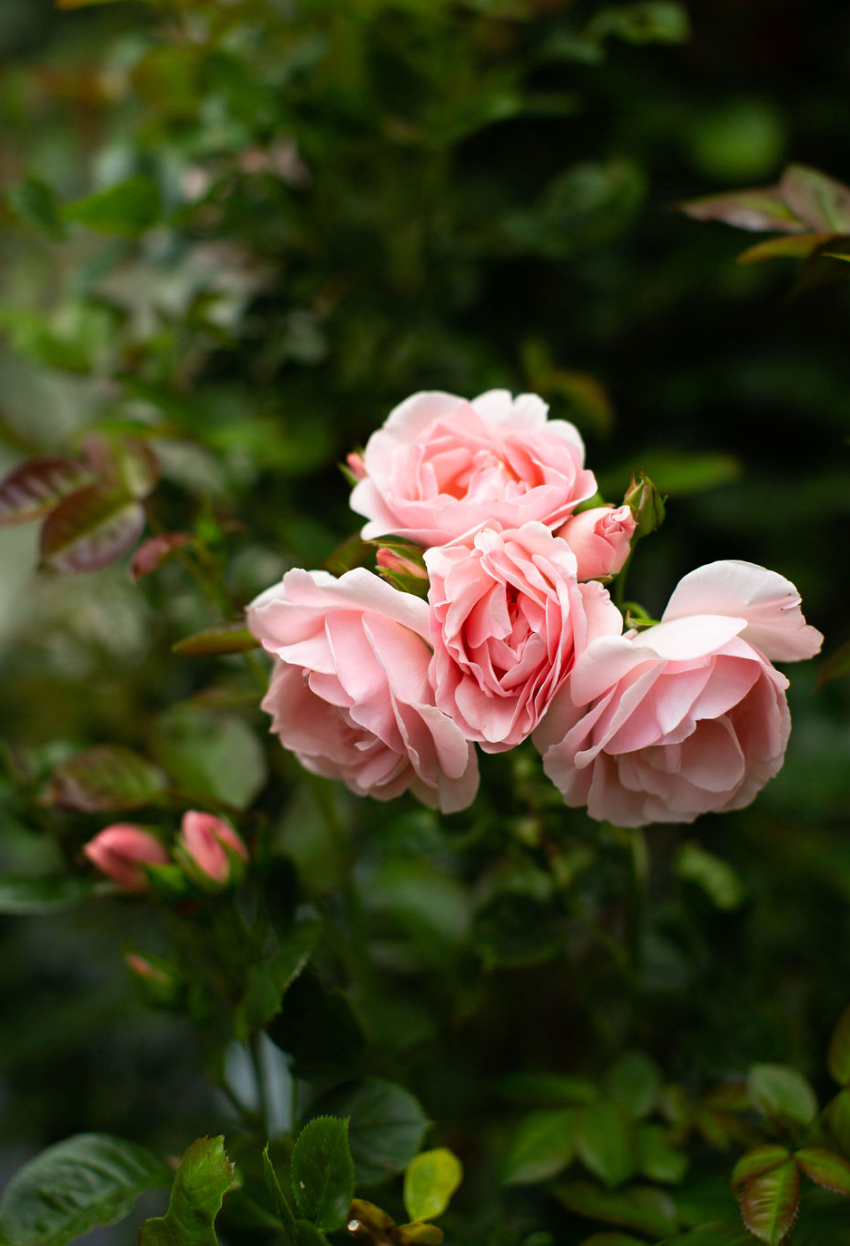 Onsdag 18.mars//Hageglede, rom og soner - med Ingunnshage + middag & vin